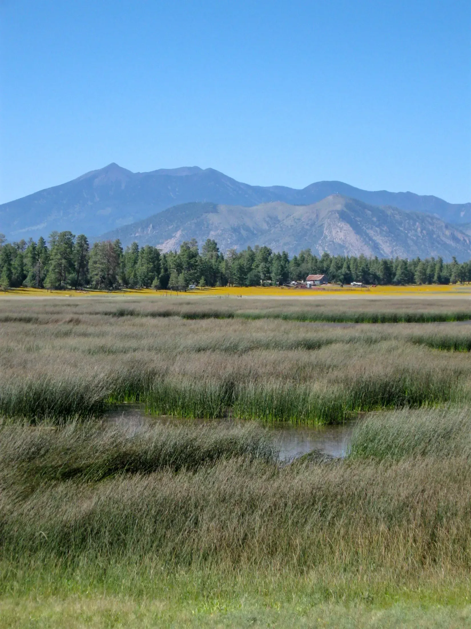 Open meadow below the San Francisco Peaks north of Flagstaff, Arizona
